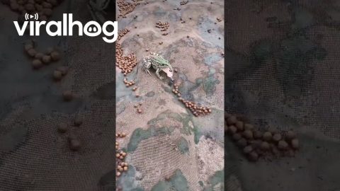 Bug Refuses to Be Frog's Dinner || ViralHog