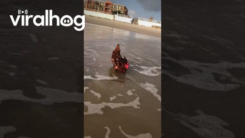 Pet Chicken Enjoys a Beach Day || ViralHog