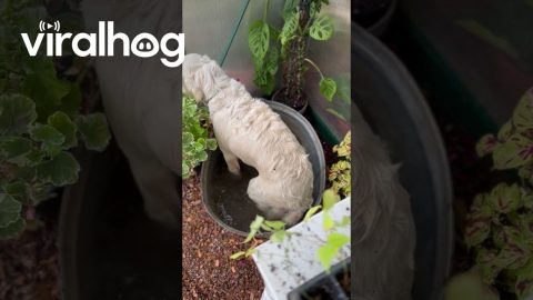 Golden Retriever Takes a Dip in Greenhouse Tub || ViralHog