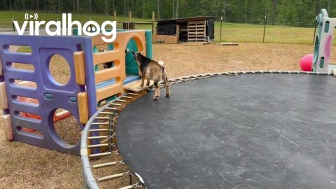 Happy Goats on a Trampoline || ViralHog
