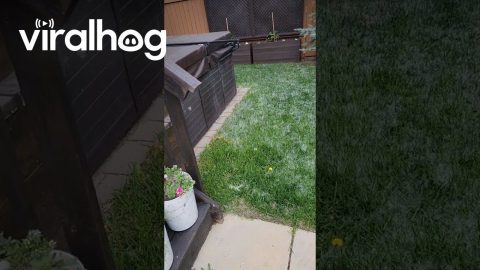 Cottonwood Fluff Burned Off Lawn || ViralHog