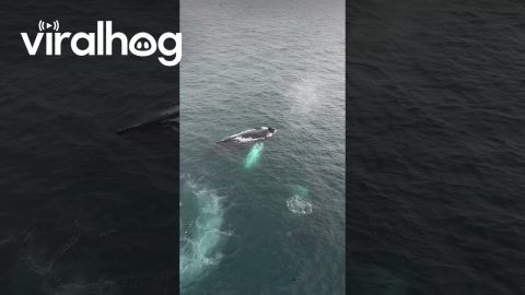 Humpback Whale Bubble Net || ViralHog