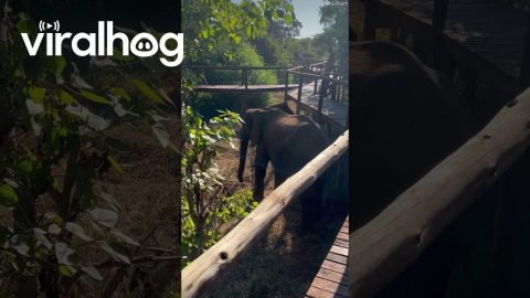 Polite Elephant Respects Raised Walkways || ViralHog