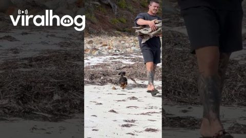 Dachshund Helps Collect Firewood || ViralHog