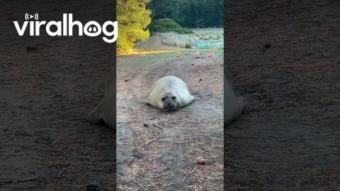 Neil the Seal Wants to Come With Us || ViralHog