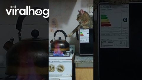 Kitty Warms Its Toes by the Stove || ViralHog