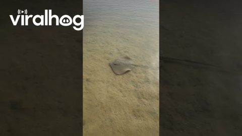 Leopard Stingray Charges Paparazzi || ViralHog
