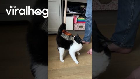 Owner Uses Broom to Brush Cat || ViralHog