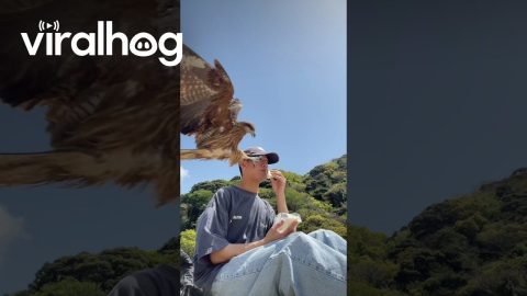 Hawk Steals Guy's Lunch || ViralHog