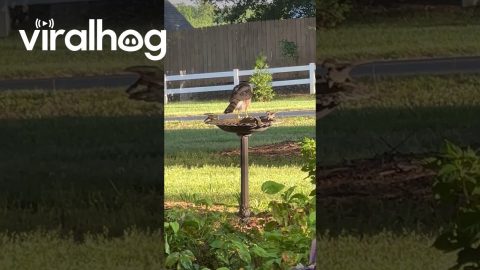 Hawk Spotted Washing Rear in Bird Bath || ViralHog