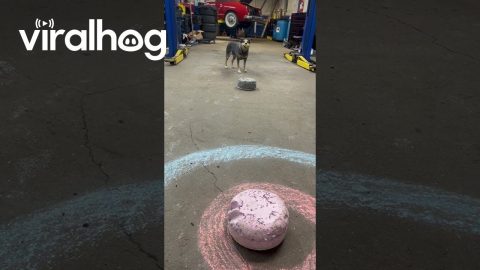Pepper Shows Off Her Curling Skills || ViralHog