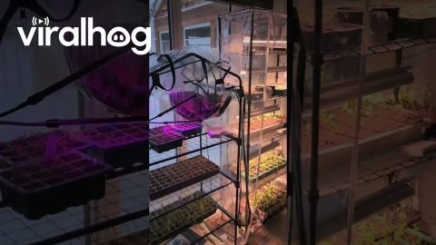 When Your Greenhouse Becomes a Cat Hammock || ViralHog