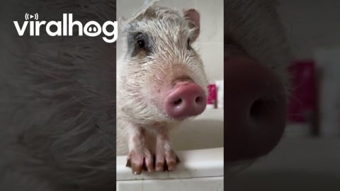 Roxy the Pig Takes a Bath || ViralHog