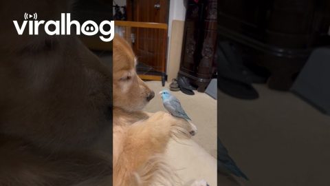 Tiny Parrot Courts a Golden Retriever || ViralHog