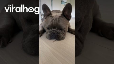 French Bulldog Reacts to Creepy Crawly || ViralHog