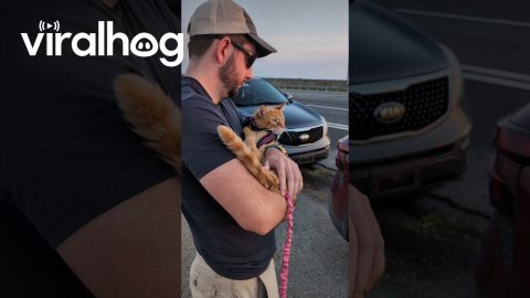 We Took Our Terminally Ill Cat to See a Final Sunset || ViralHog