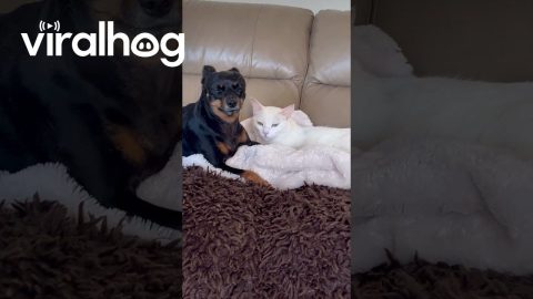 Dog Wants Cat to Keep Grooming Her || ViralHog