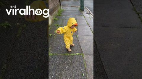 Toddler Duck Waddles And Quacks || ViralHog
