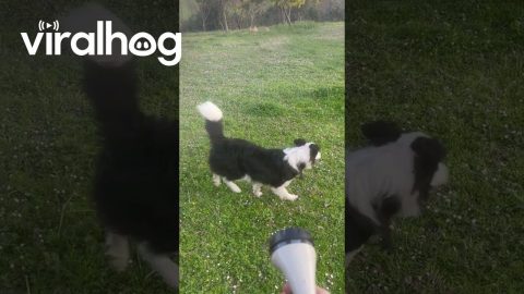 Border Collie Wants to Catch the Water || ViralHog