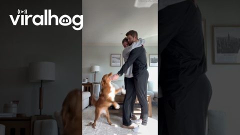 Pup Wants a Hug Too || ViralHog