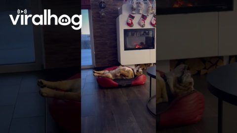 Bulldog Barks in His Sleep || ViralHog
