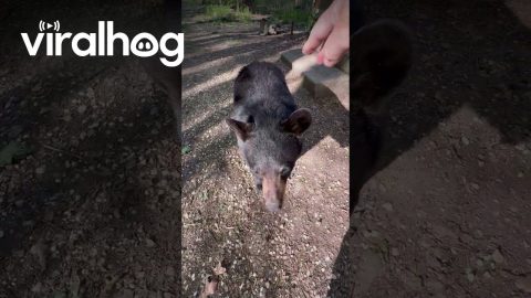 Wild Bear Cub Seems to Stand on Command || ViralHog