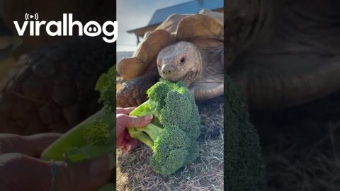 Feeding a Tortoise Broccoli at a Wildlife Rehab || ViralHog