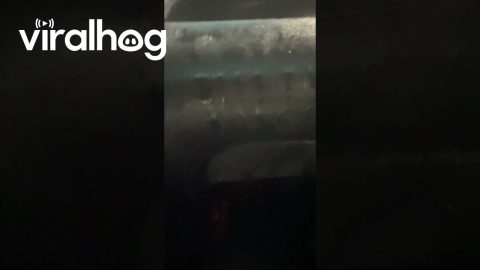Passing Bus Splashes Water Inside Car || ViralHog