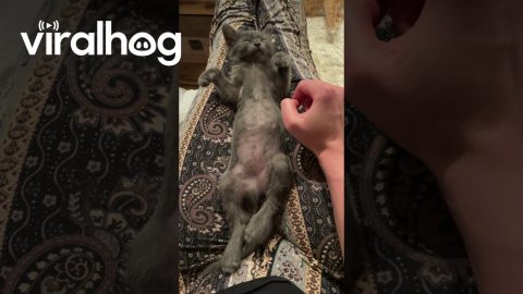 Kitten Is a Heavy Sleeper || ViralHog