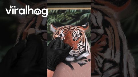 Artist Creates a Realistic Tiger Drawing || ViralHog