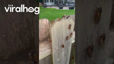 Cicadas Cover Yard in Missouri || ViralHog