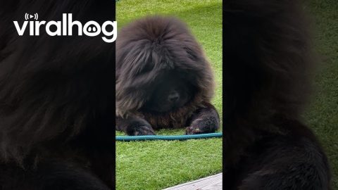 Dog Meets Bumblebee || ViralHog