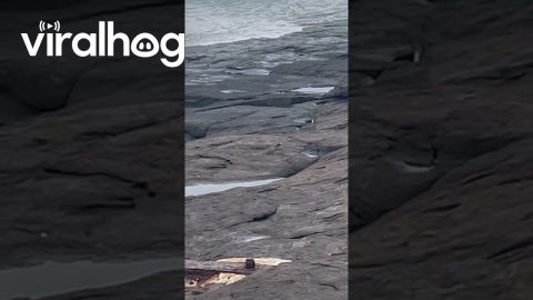Kangaroo Swims At Bawley Point || ViralHog