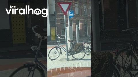 Bees Swarm Bicycle || ViralHog