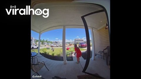 Mom Trips and Falls Taking Out Dogs || ViralHog