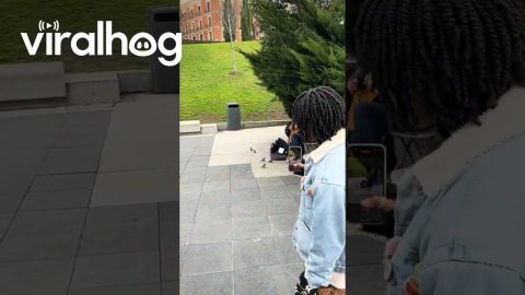 Birds Gather Around Guitarist || ViralHog