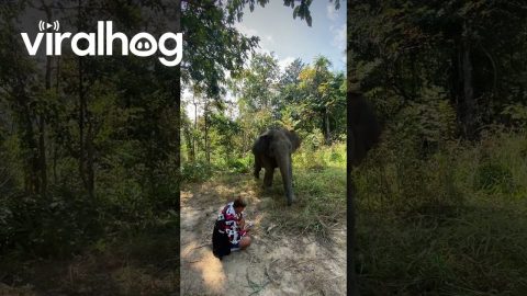 Elephant Gently Startled By Dog || ViralHog