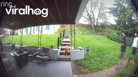 Security Camera Catches Dog Getting Stuck With Stick || ViralHog