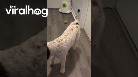 Angry Dog Demands Working Ball Machine || ViralHog
