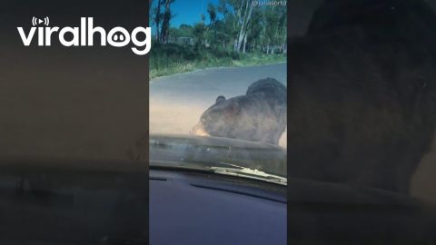 Black Bear Breaks Car Mirror || ViralHog