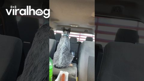 Blue Heeler Puppy Chooses His Human Over Hot Dog || ViralHog