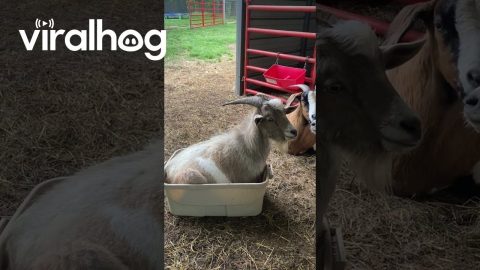 'If I Fits I Sits' Goat || ViralHog