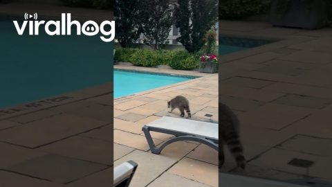 Raccoon Dips Hands Into Swimming Pool || ViralHog