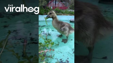 Couple Rescue and Raise A Lost Gosling || ViralHog