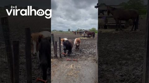 Shetland Pony Patiently Bypasses Electric Fence || ViralHog