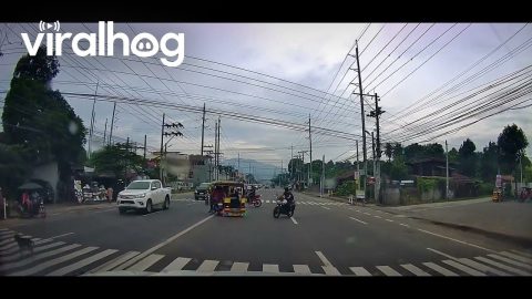 Dog Uses Crosswalk on Busy Street || ViralHog
