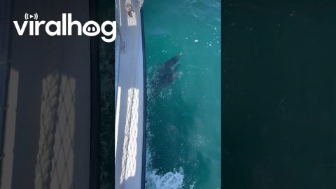 Baby Dolphin Keeping Up with Mom || ViralHog