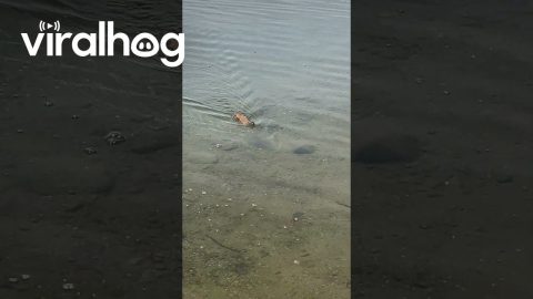 Squirrel Swimming In St. Lawrence River || ViralHog