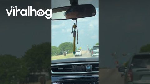 Cowboys Lasso Bull Off Public Street || ViralHog