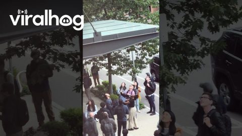 Bystanders Save a Baby Duckling From Falling Off the Building Awning || ViralHog